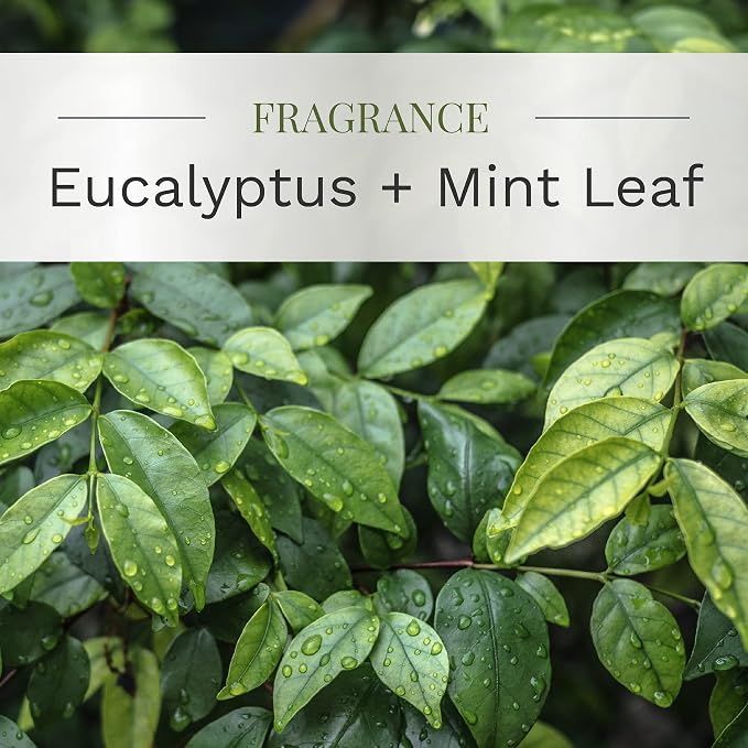 Essential Elements by Candle-lite Scented Candles Eucalyptus & Mint Leaf Fragrance, One 9 oz. Single-Wick Aromatherapy Candle with 50 Hours of Burn Time, Off-White Color
