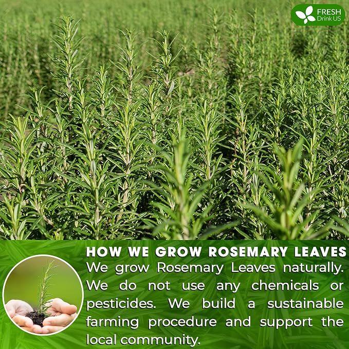 FreshDrinkUS, Premium 135 Rosemary Leaf Tea Bags, 100% Natural and Pure Rosemary Dried Leaves, Pure Herbal Tea, No Additives, No Caffeine, No Gluten, Vegan. (135 Tea Bags)