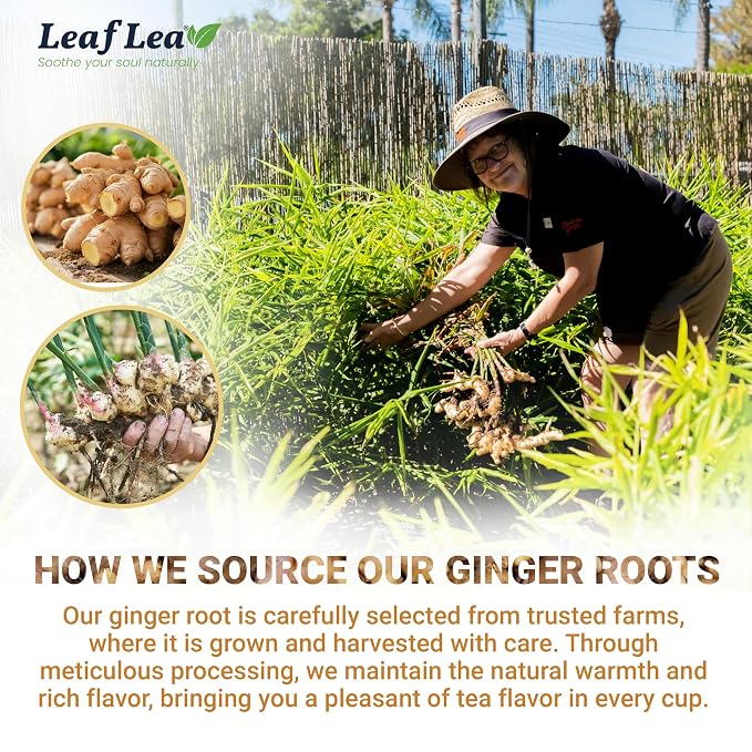 LeafLea Ginger Tea Bags, Spicy Pure Ginger Herbal Tea, 120 Count | Bold Single-Ingredient Brew, Individually Foil-Wrapped, Family Value Pack, Caffeine-Free, Gluten-Free