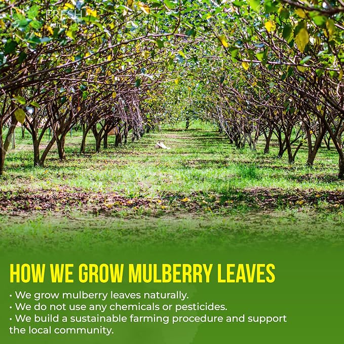 FreshDrinkUS, Premium 120 Mulberry Leaf Tea Bags, 100% Natural & Pure from Mulberry Leaves. Loose Leaf Herbal Tea. Made with Natural Material Tea Bags. No Sugar, No Caffeine, No Gluten, Vegan.