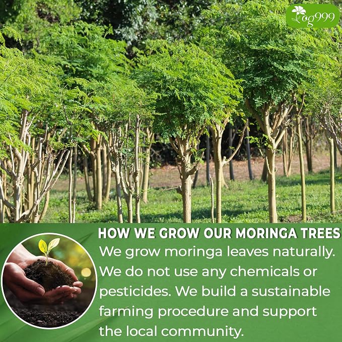 TOG999, Premium 200 Moringa Leaf Tea Bags, 100% Natural & Pure. Loose Leaf Moringa Herbal Tea. No Sugar, No Caffeine, No Gluten, Vegan.