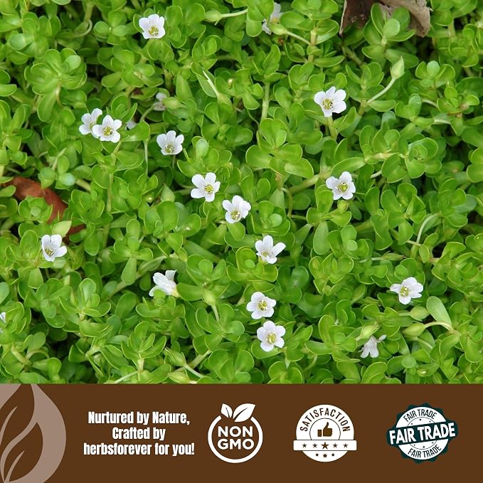 HerbsForever Brahmi Oil- Bacopa Leaves Infused Cold Pressed Sesame Oil | Hair & Sclap Massage Oil for Moisturising, Calming Nerves & Focus | Promote Hair Growth & Calm Mind| Ayurvedic, 210 ml-7.1oz