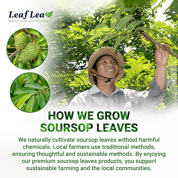 LeafLea Soursop Leaf Tea Bags, From Soursop Graviola Leaves, 240 Count | 100% Dried Soursop Leaves, Hoja Guanabana, Smooth And Earthy Flavor, Digestion Support, No Caffeine, Sugar-Free