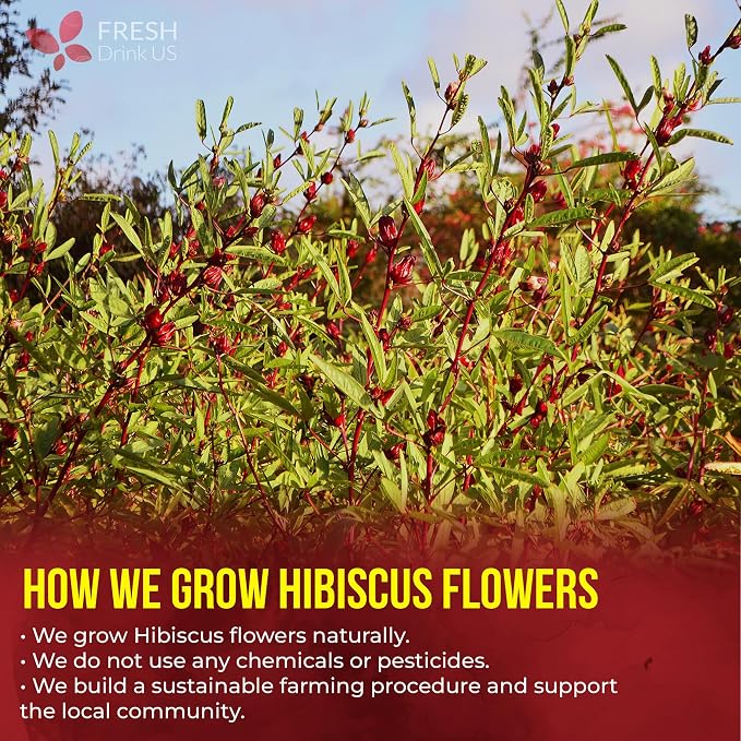 FreshDrinkUS, Premium 30 Hibiscus Flowers Tea Bags, 100% Natural & Pure from Hibiscus Flowers. Loose Flower Herbal Tea. No Sugar, No Caffeine, No Gluten, Vegan.