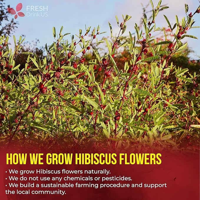 FreshDrinkUS, Premium 115 Hibiscus Flowers Tea Bags, 100% Natural & Pure. Loose Flower Hibiscus Herbal Tea. No Sugar, No Caffeine, No Gluten, Vegan.